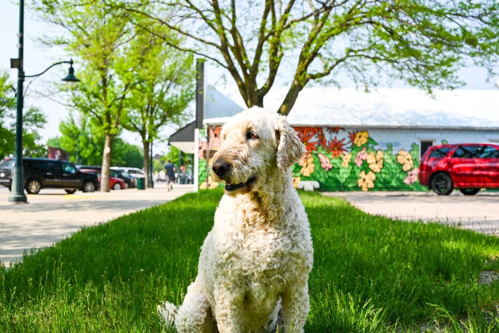 a curly haired white dog sits on a grassy area near a tree lined sidewalk. in the background, there is a floral mural on a building and parked cars, evoking the vibrant atmosphere of the orange city tulip festival.