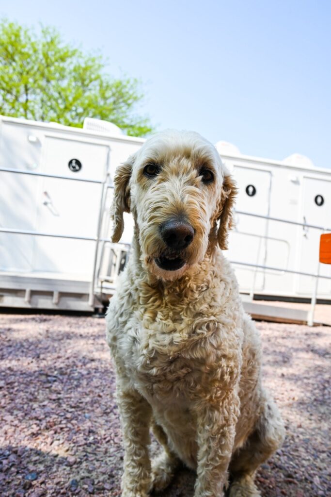 a curly haired dog sits on gravel in front of a row of portable restrooms by stahla services, with trees visible in the background at the orange city tulip festival.